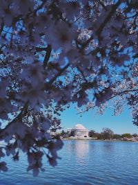 the jefferson memorial in washington, dc with cherry blossoms