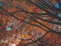 a close up of a tree with orange leaves