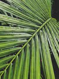 a close up of a palm leaf with water droplets on it