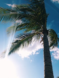 a palm tree with a person on top of it