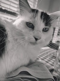 a black and white cat laying on a table